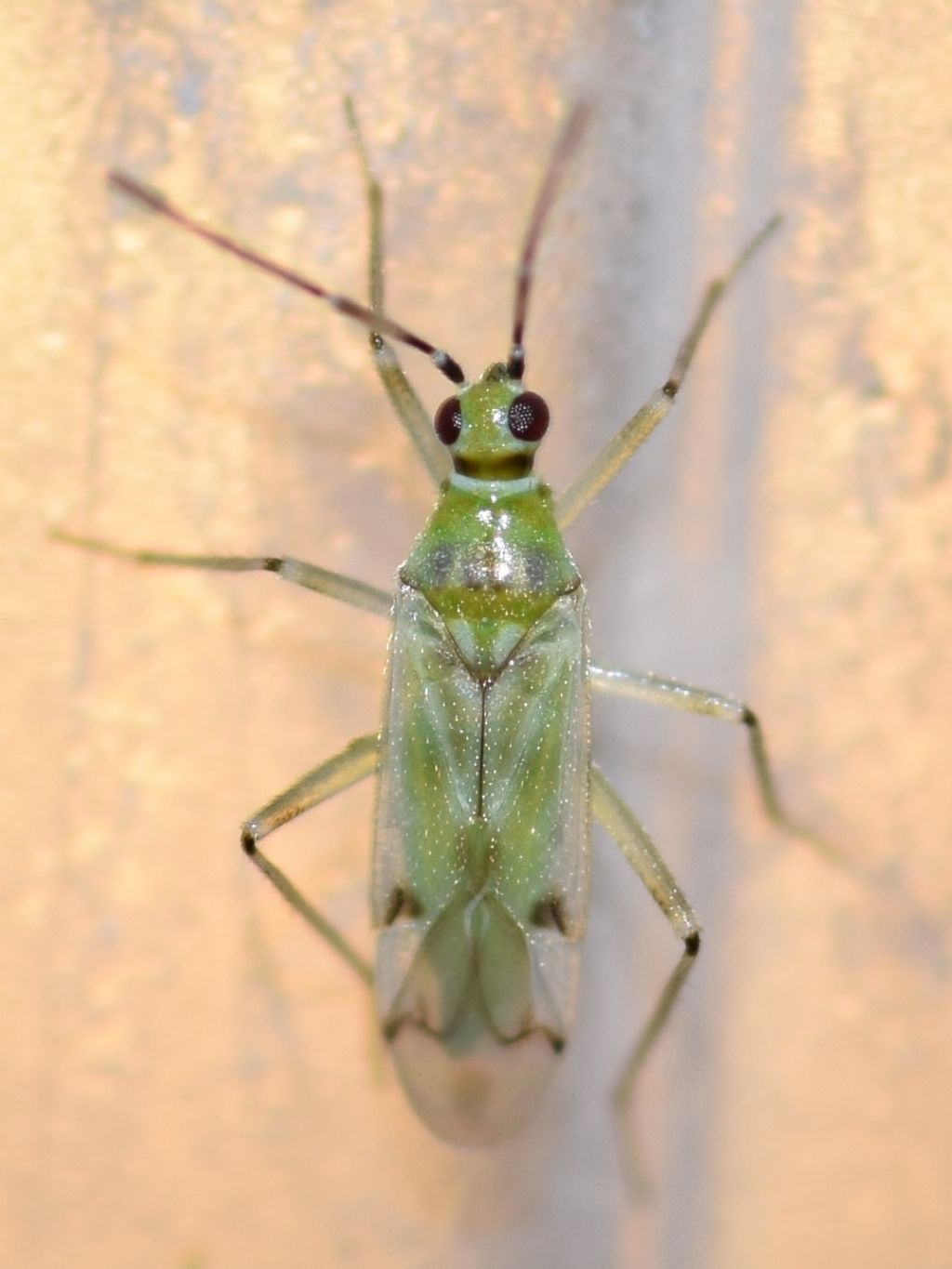 Miridae: Nesidiocoris tenuis (Reuter, 1895)